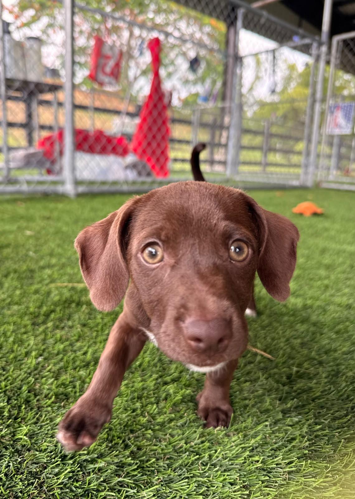 Daisy, ADOPTABLE, Puppy Female Mixed Breed.