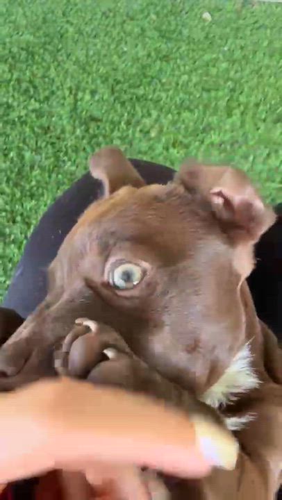 Enlarge Daisy, a ADOPTABLE Mixed Breed in Morristown, NJ video 3/3