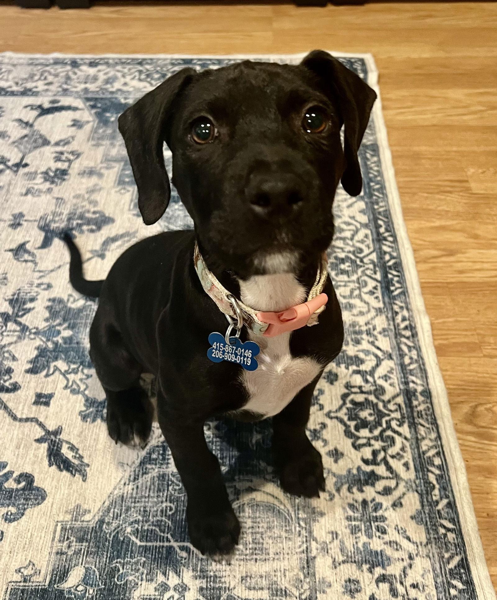 Jack, Adoptable, Young Male Pit Bull Terrier.