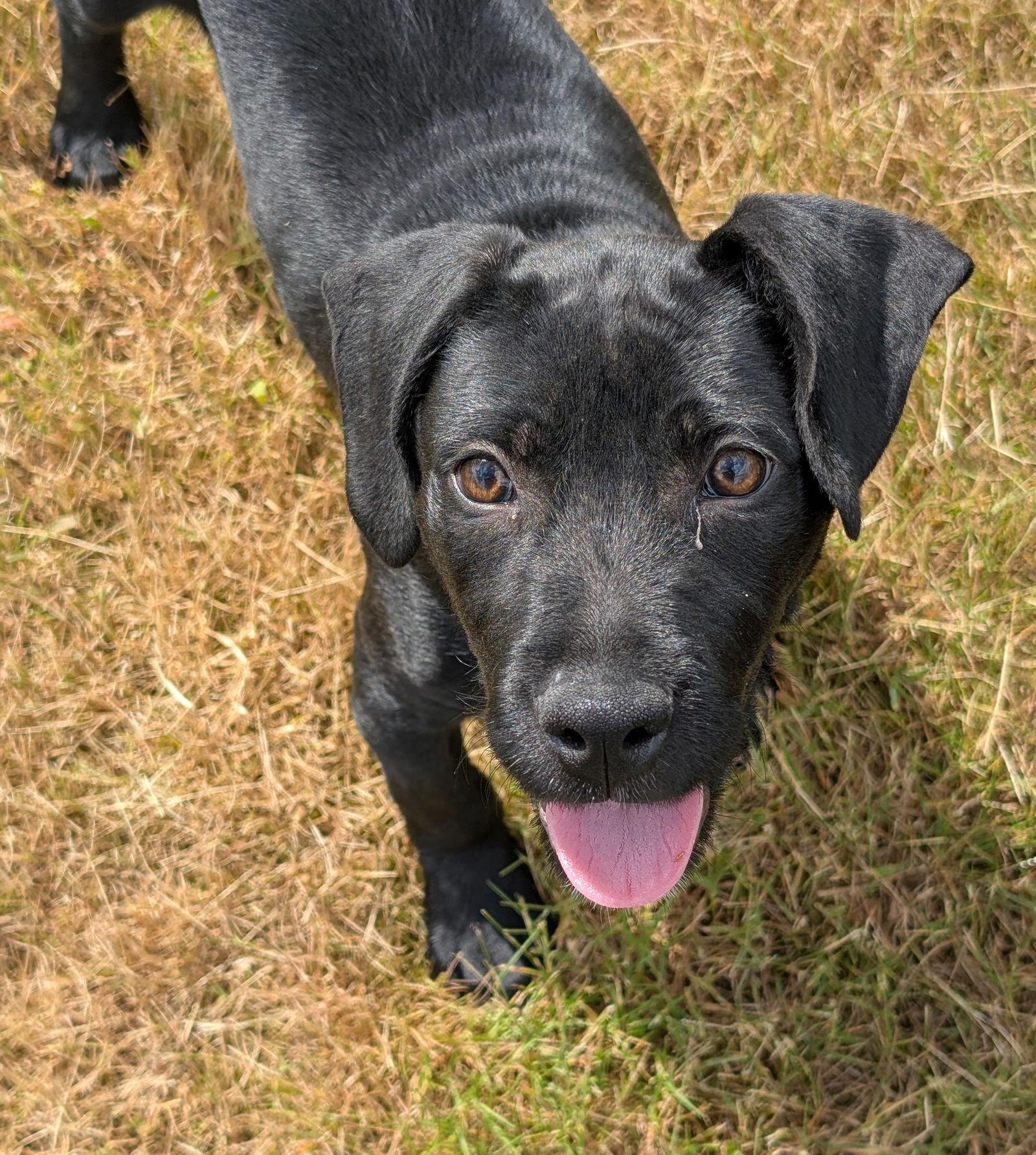 Jack, Adoptable, Young Male Pit Bull Terrier.