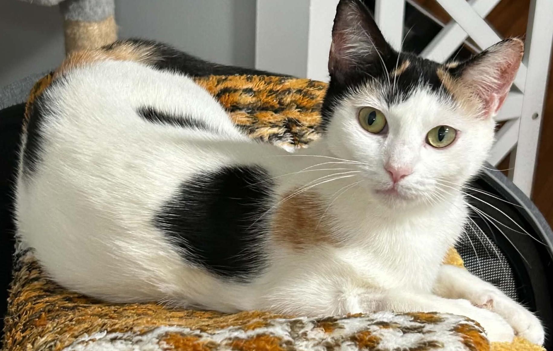 Enlarge Maryann, a Adoptable Calico in Beckley, WV image 3/4