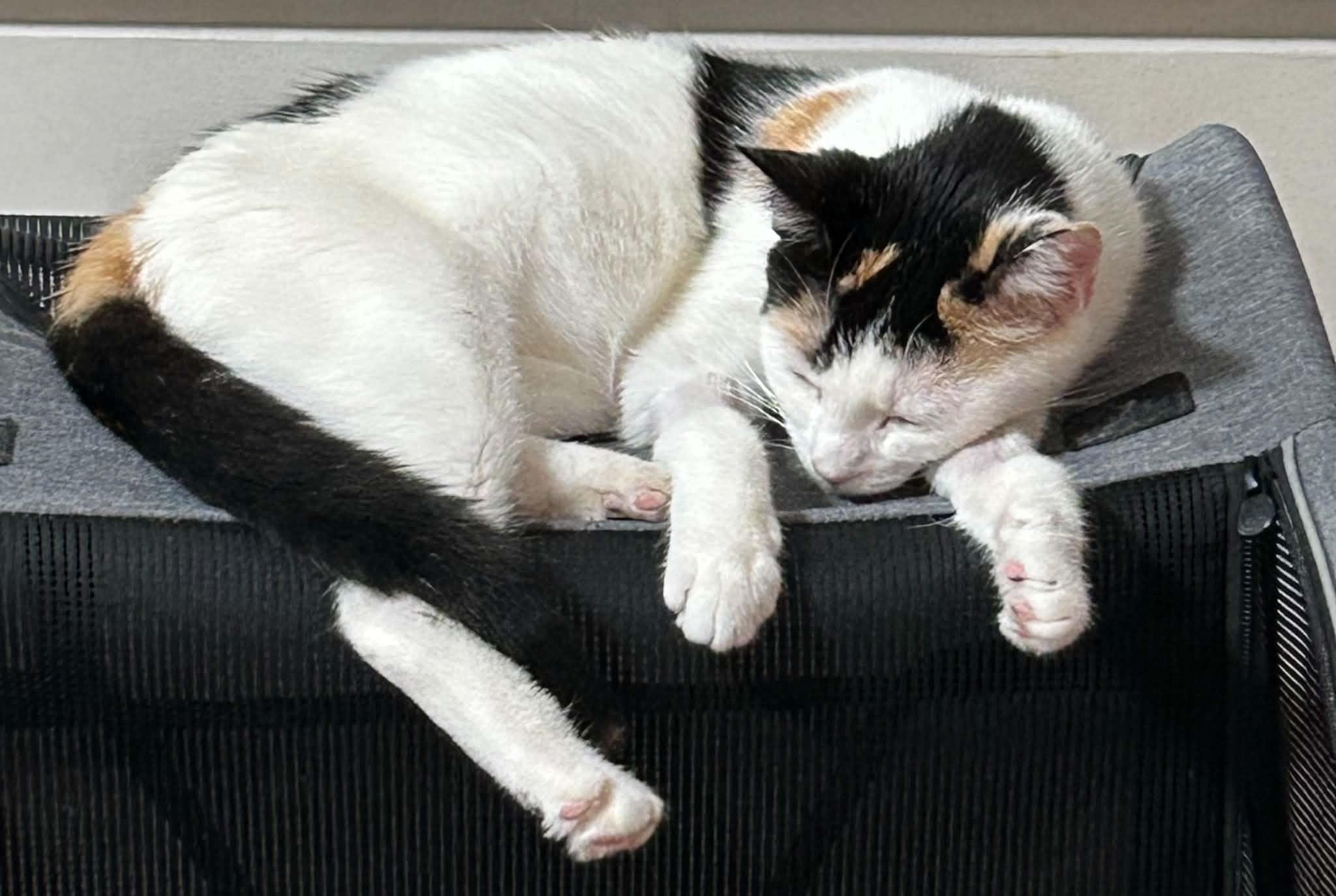 Enlarge Maryann, a Adoptable Calico in Beckley, WV image 2/4