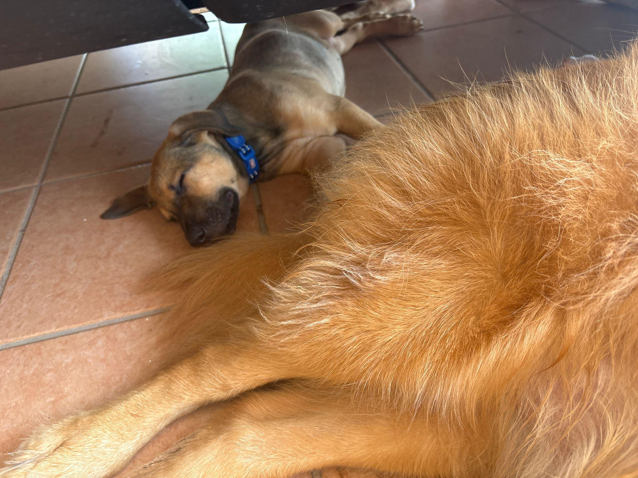LUIGI TONKA (out of town), an adopted mixed breed in New York, NY image 3/5