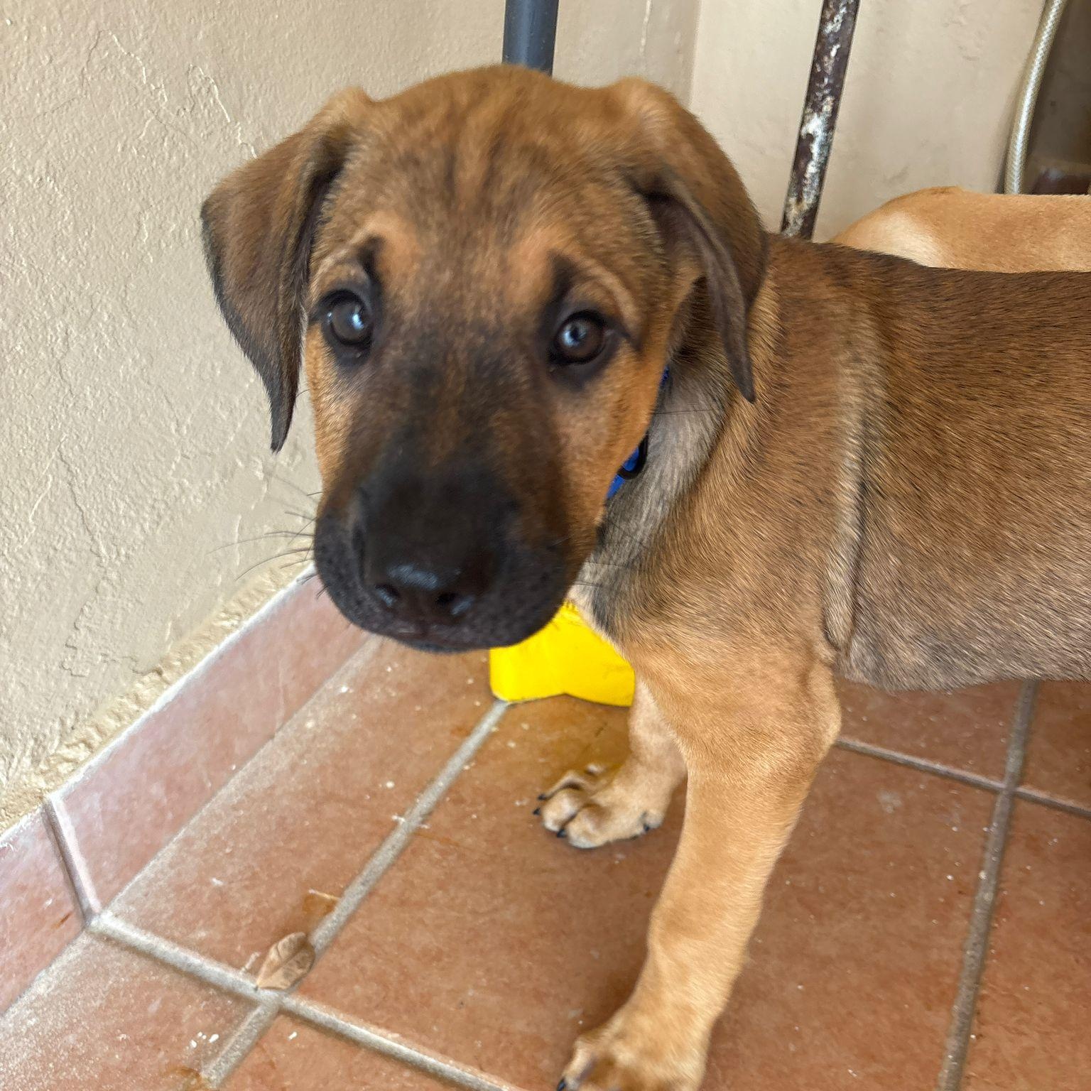 LUIGI TONKA (out of town), adopted, Puppy Male Labrador Retriever & Miniature Schnauzer.