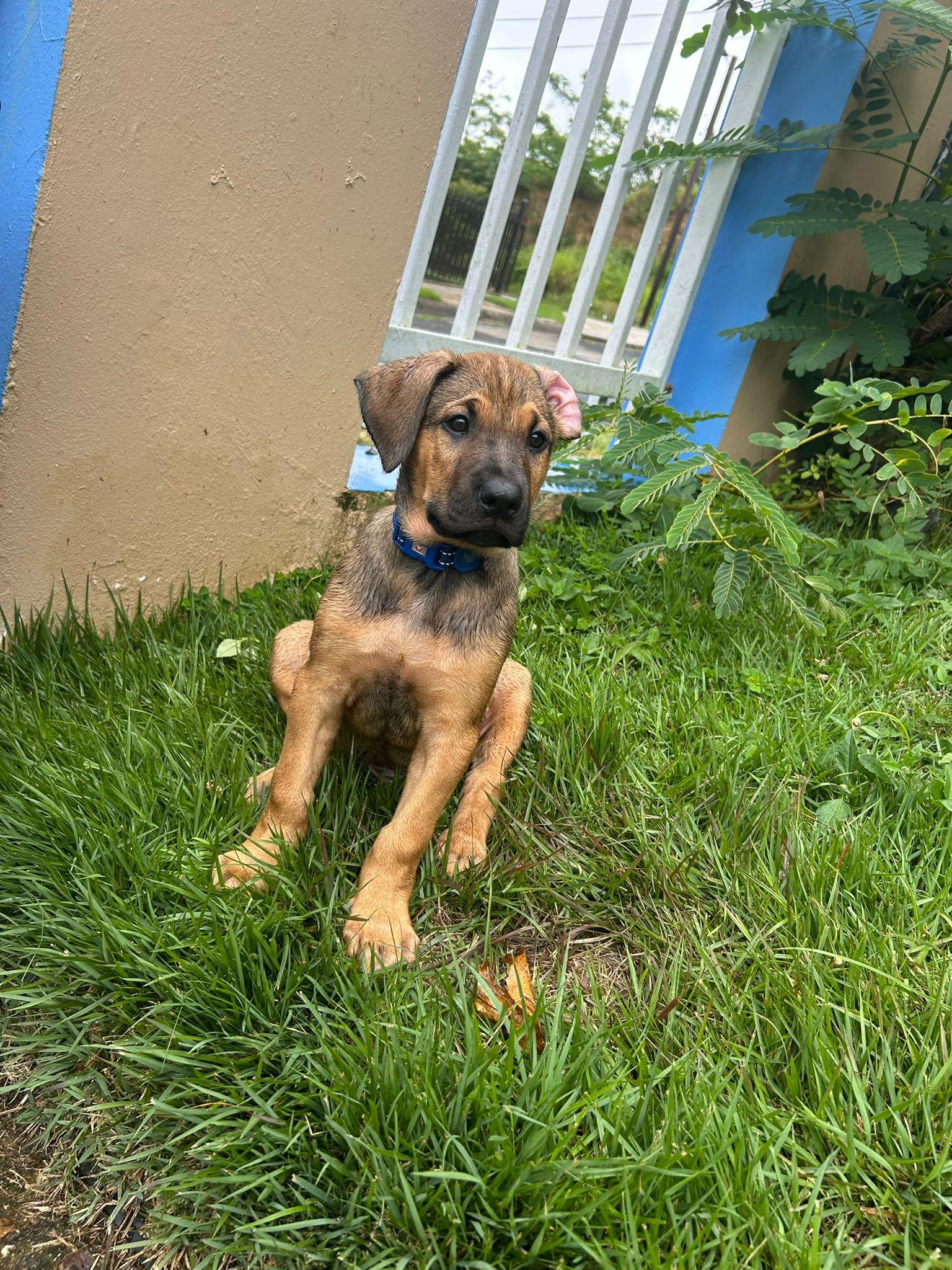 LUIGI TONKA (out of town), an adopted mixed breed in New York, NY image 2/5