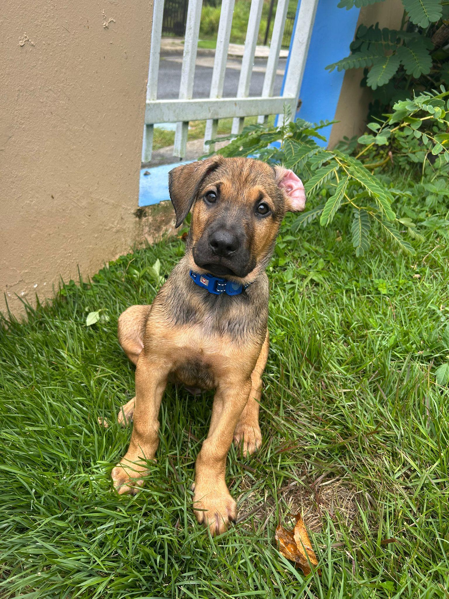 LUIGI TONKA (out of town), an adopted mixed breed in New York, NY image 4/5
