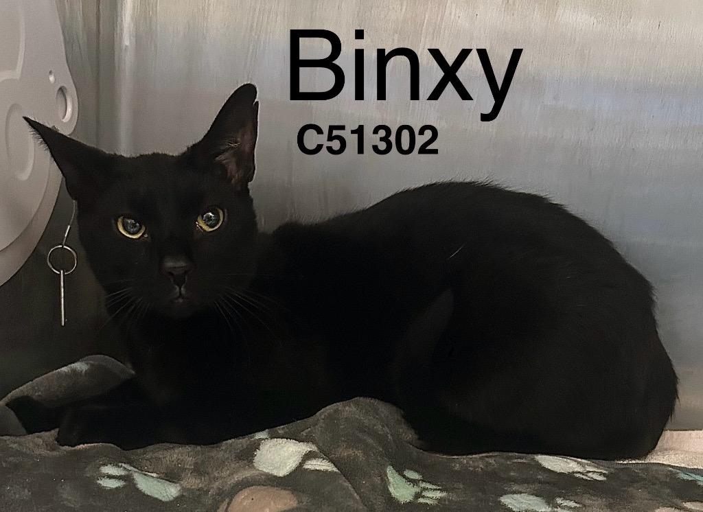 Binx, a Adoptable mixed breed in Clarksville, TN image 1/2