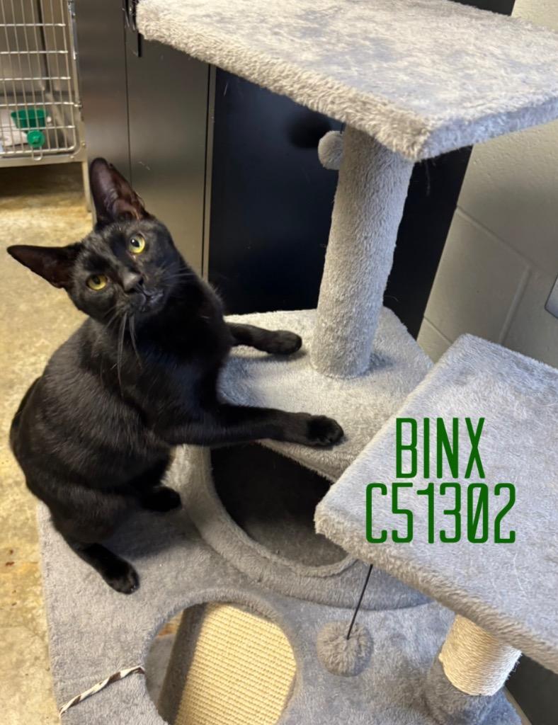 Binx, a Adoptable mixed breed in Clarksville, TN image 2/2