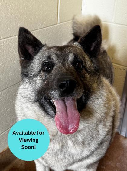 Enlarge Gunner, a Adoptable mixed breed in Kalispell, MT image 1/1