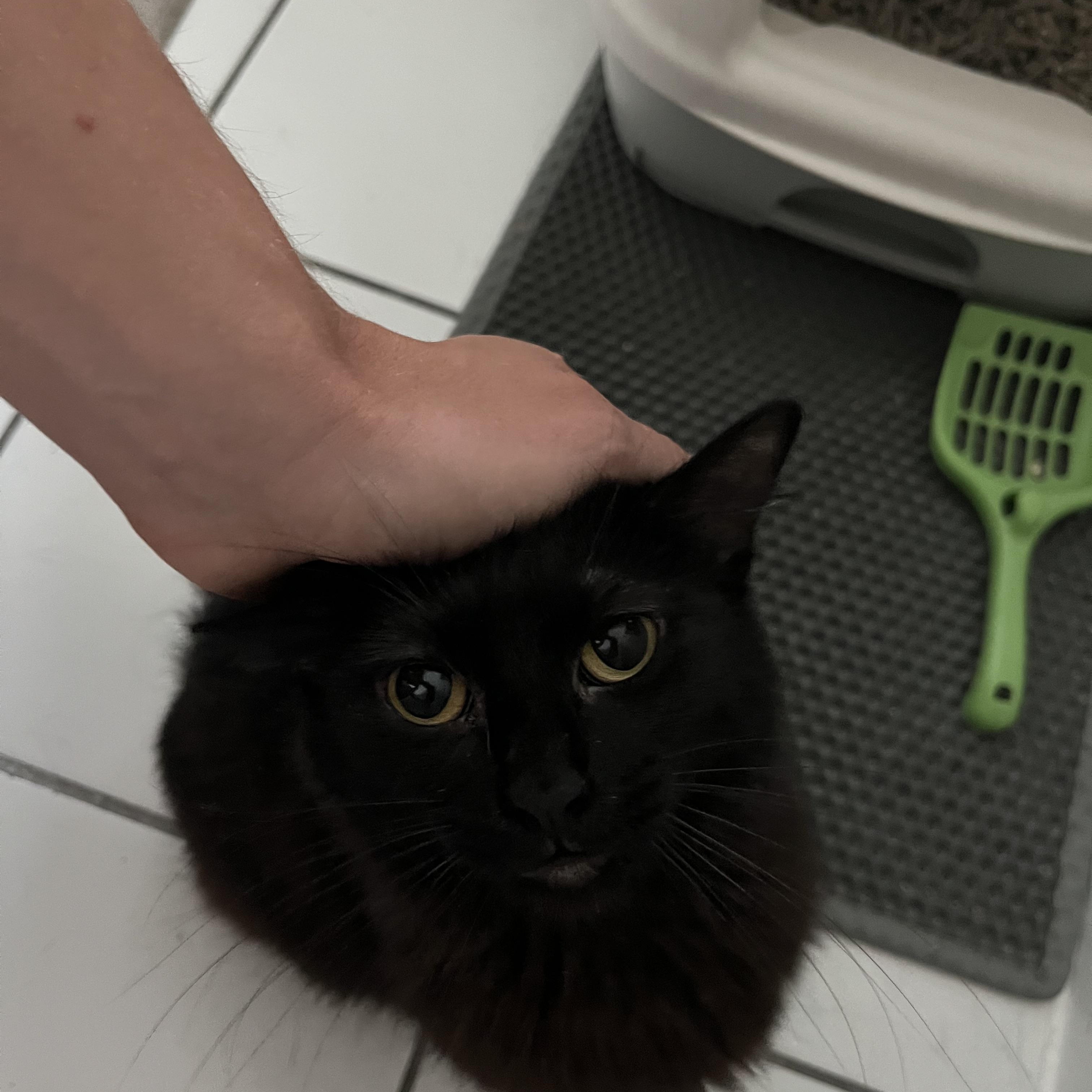 Mouse
