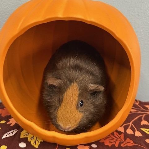 Anna, Adoptable, Baby Female Guinea Pig.