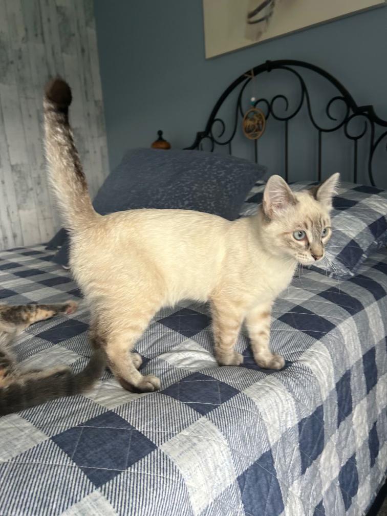 Enlarge Sky, a Adopted Domestic Short Hair in Pocatello, ID image 2/2