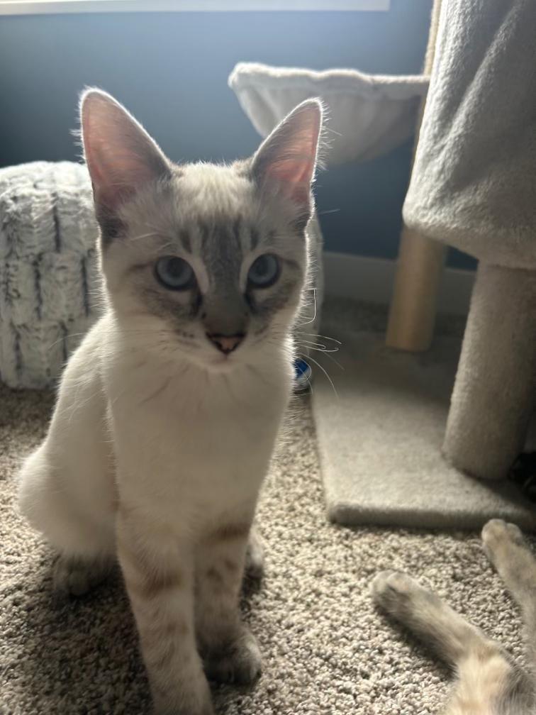 Sky, Adopted, Kitten Female Domestic Short Hair.