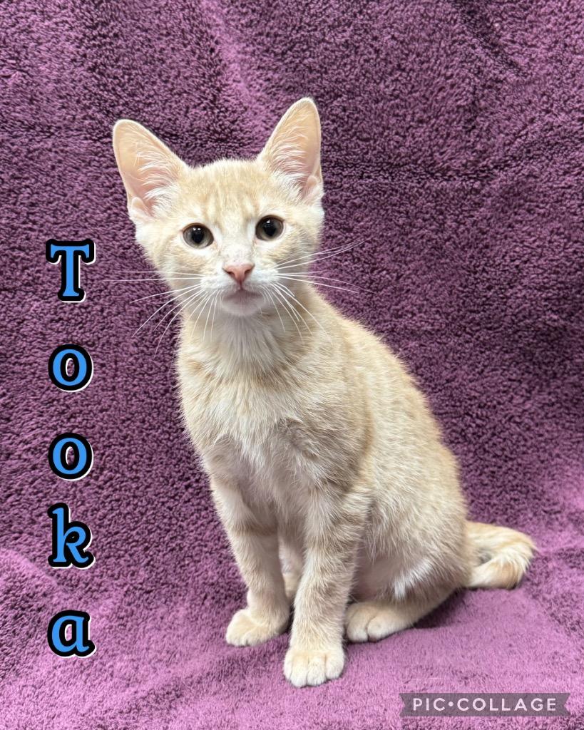 Tooka, Adoptable, Kitten Male Domestic Short Hair.