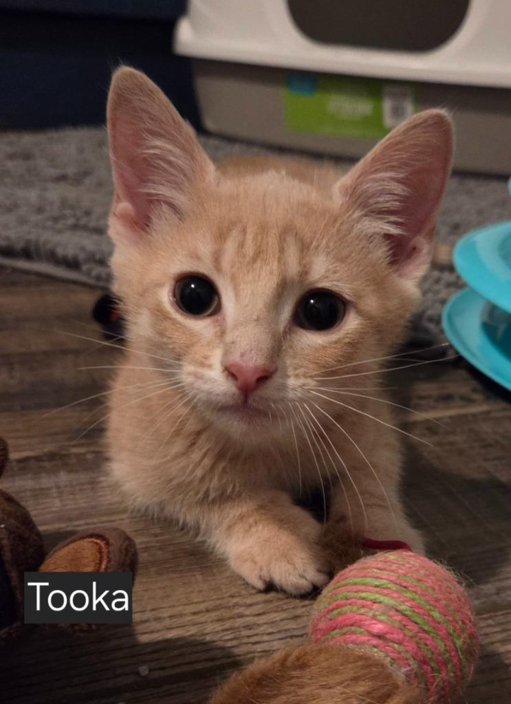 Tooka, a Adoptable mixed breed in Fort Oglethorpe, GA image 2/2