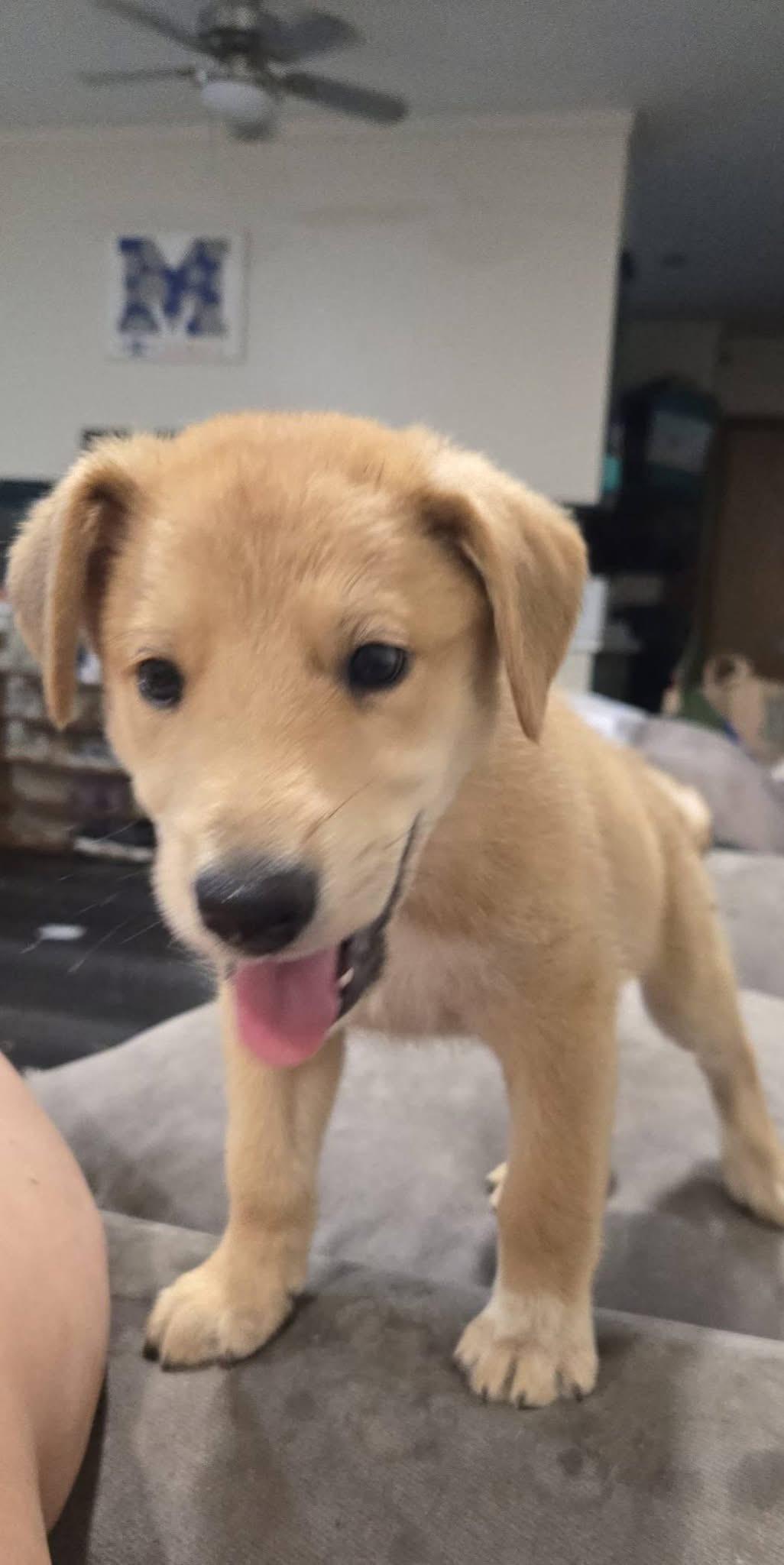 Timber, an adopted mixed breed in Columbus , OH image 5/5