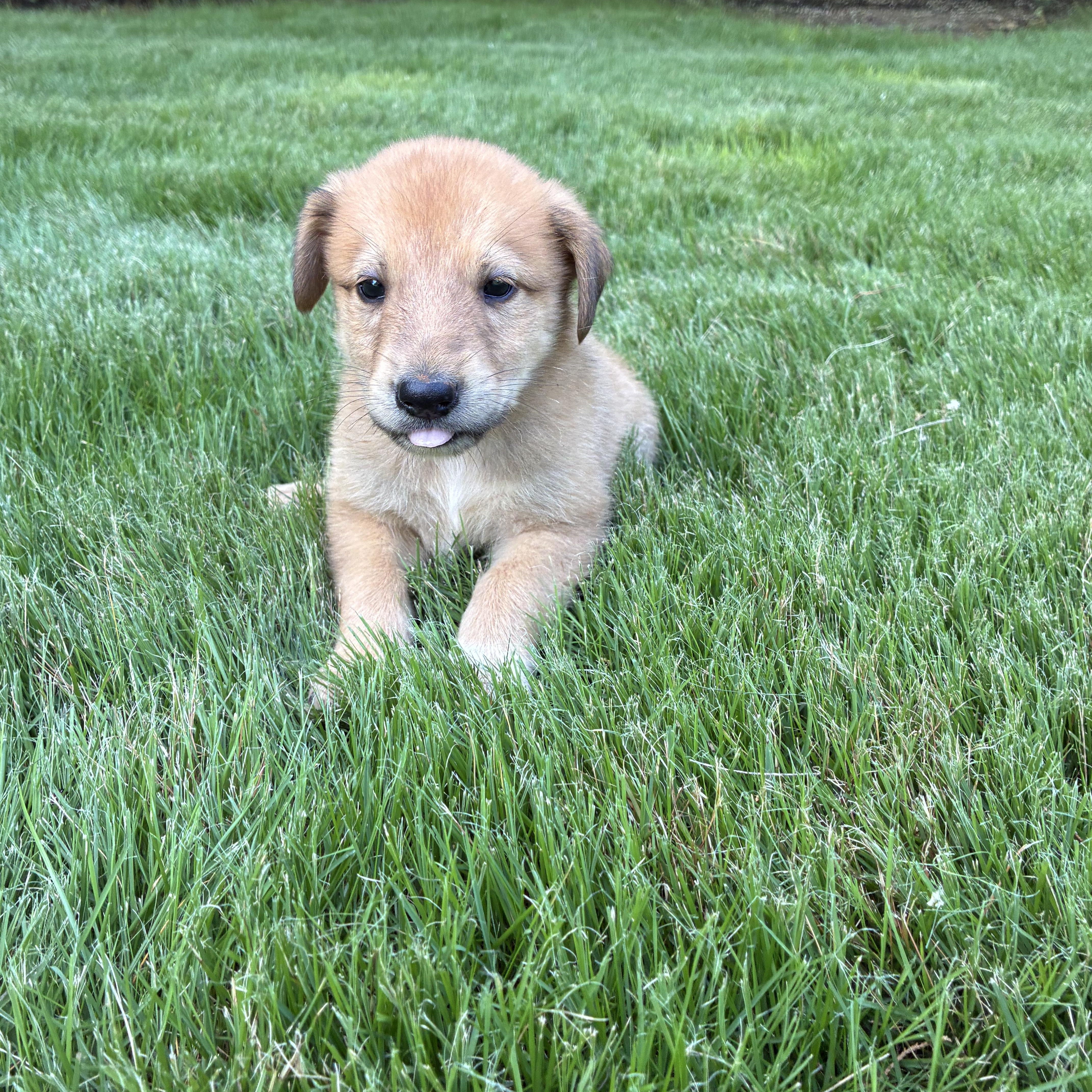 Timber, an adopted mixed breed in Columbus , OH image 2/5