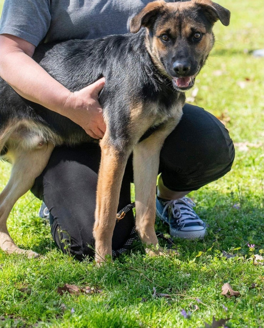 Shep, Adopted, Young Male German Shepherd Dog.