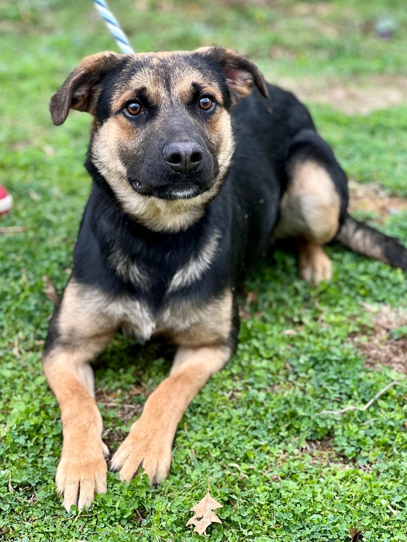 Enlarge Shep, a Adopted mixed breed in Billerica, MA image 2/2