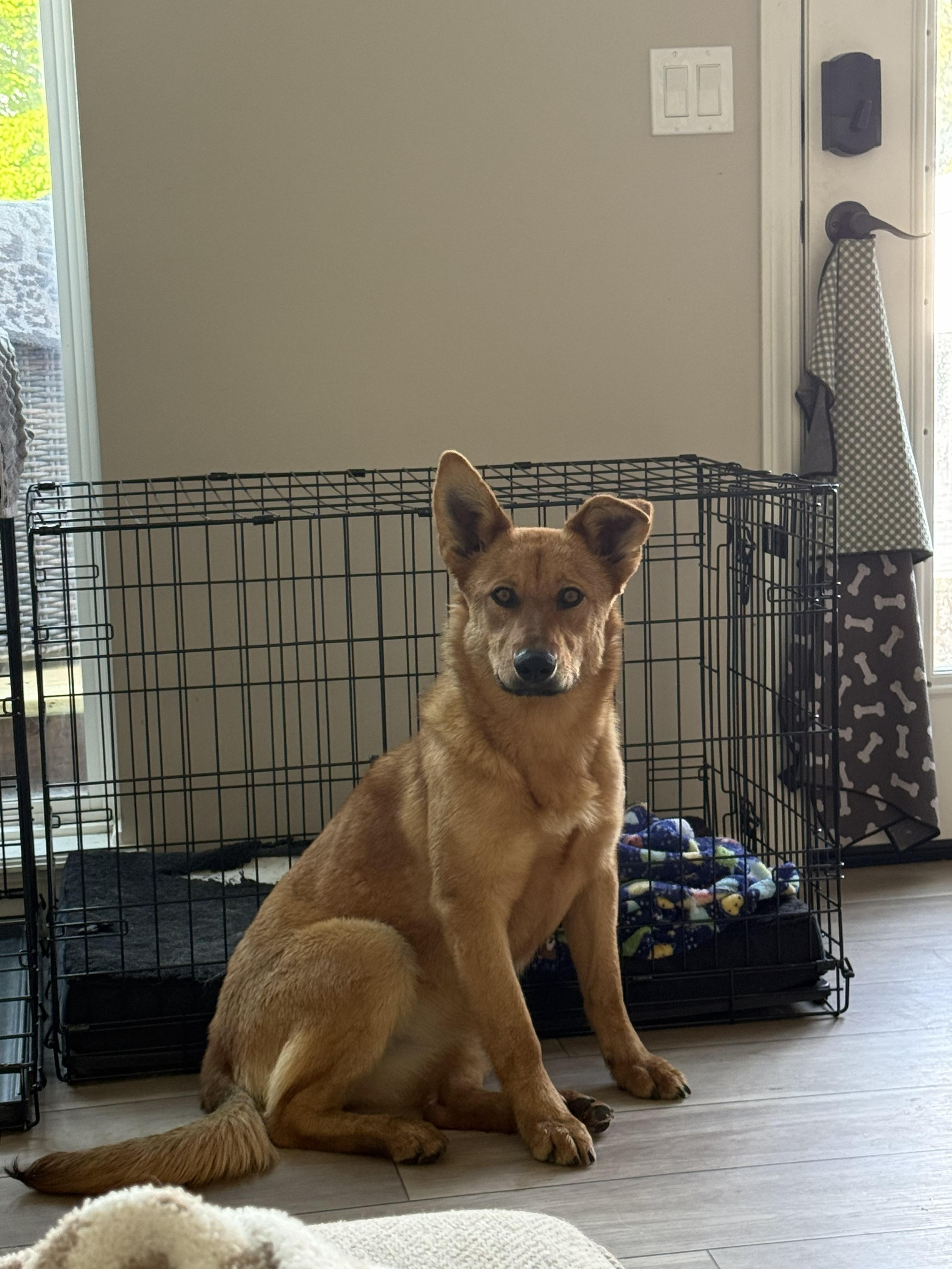 Enlarge Sunny, a ADOPTABLE mixed breed in Lincoln, NE image 2/4