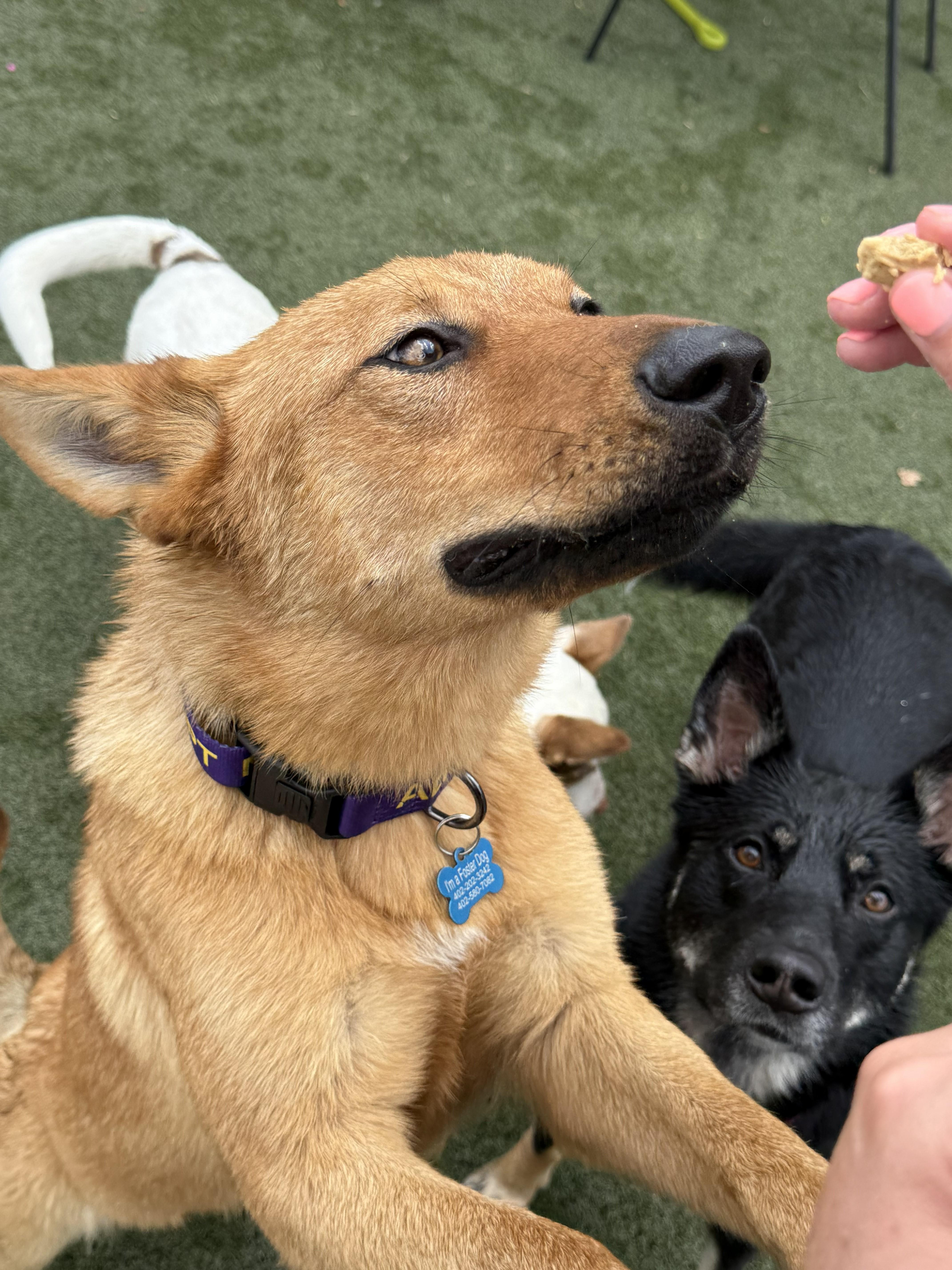 Enlarge Sunny, a ADOPTABLE mixed breed in Lincoln, NE image 3/4