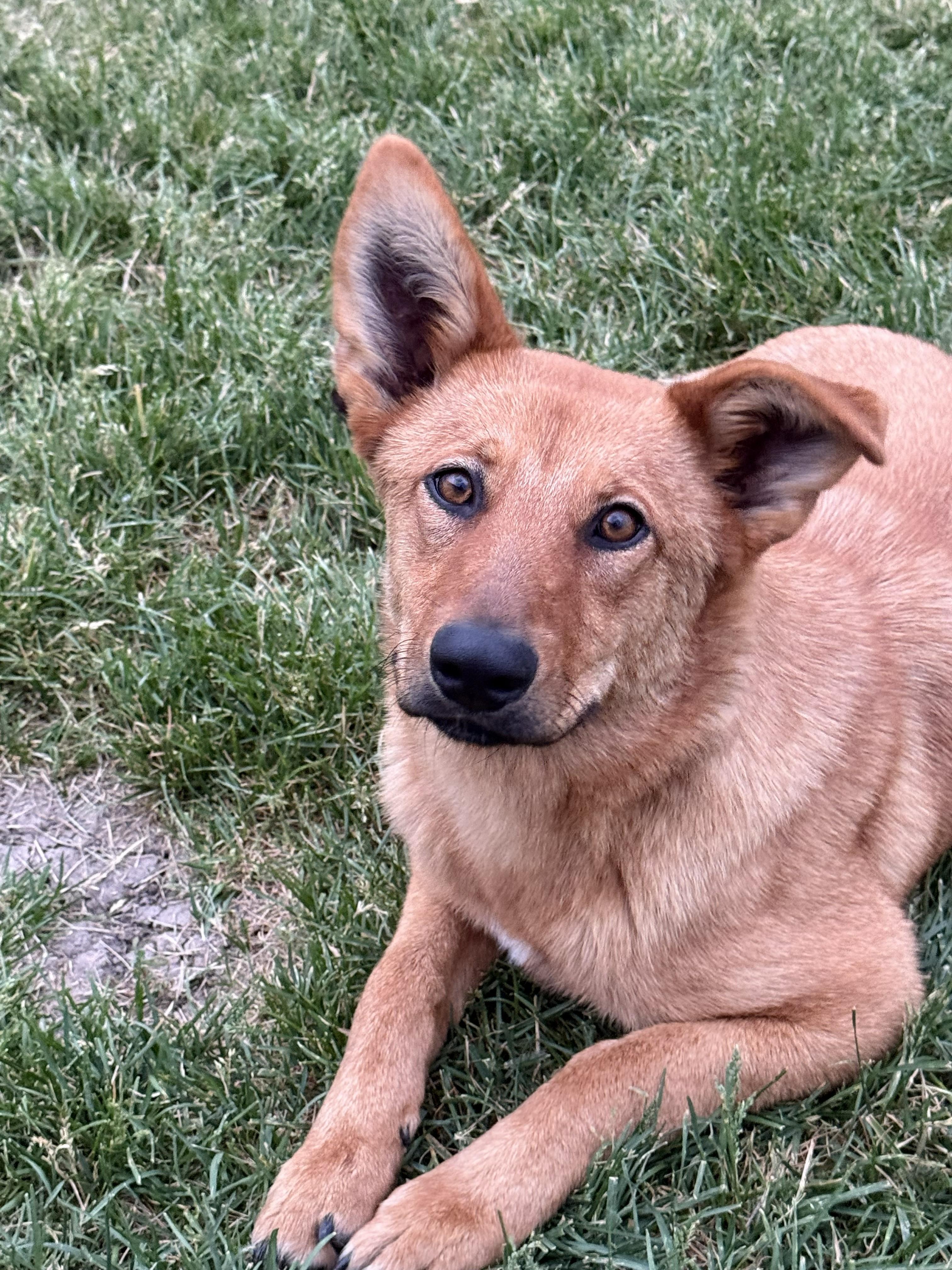 Enlarge Sunny, a ADOPTABLE mixed breed in Lincoln, NE image 1/4