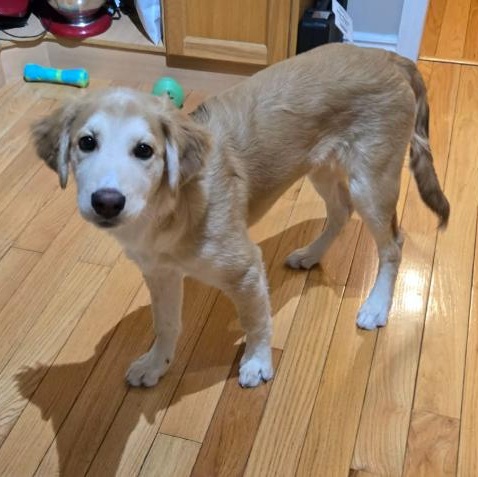Enlarge Karni: Australian Shepherd/Golden Retriever mix , a Adoptable mixed breed in ST JACOBS, ON image 3/6