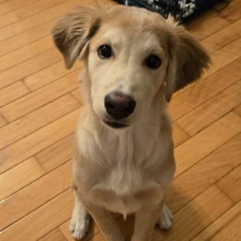Karni: Australian Shepherd/Golden Retriever mix , Adoptable, Young Male Australian Shepherd & Golden Retriever.