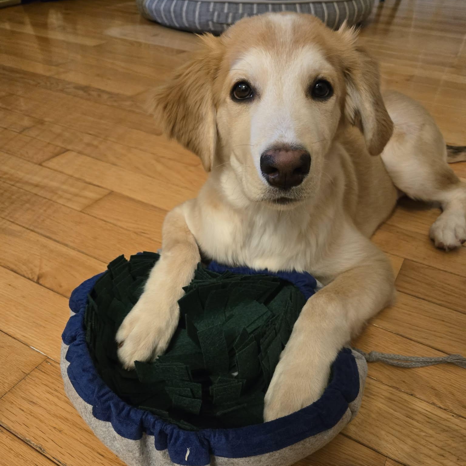 Enlarge Karni: Australian Shepherd/Golden Retriever mix , a Adoptable mixed breed in ST JACOBS, ON image 4/6