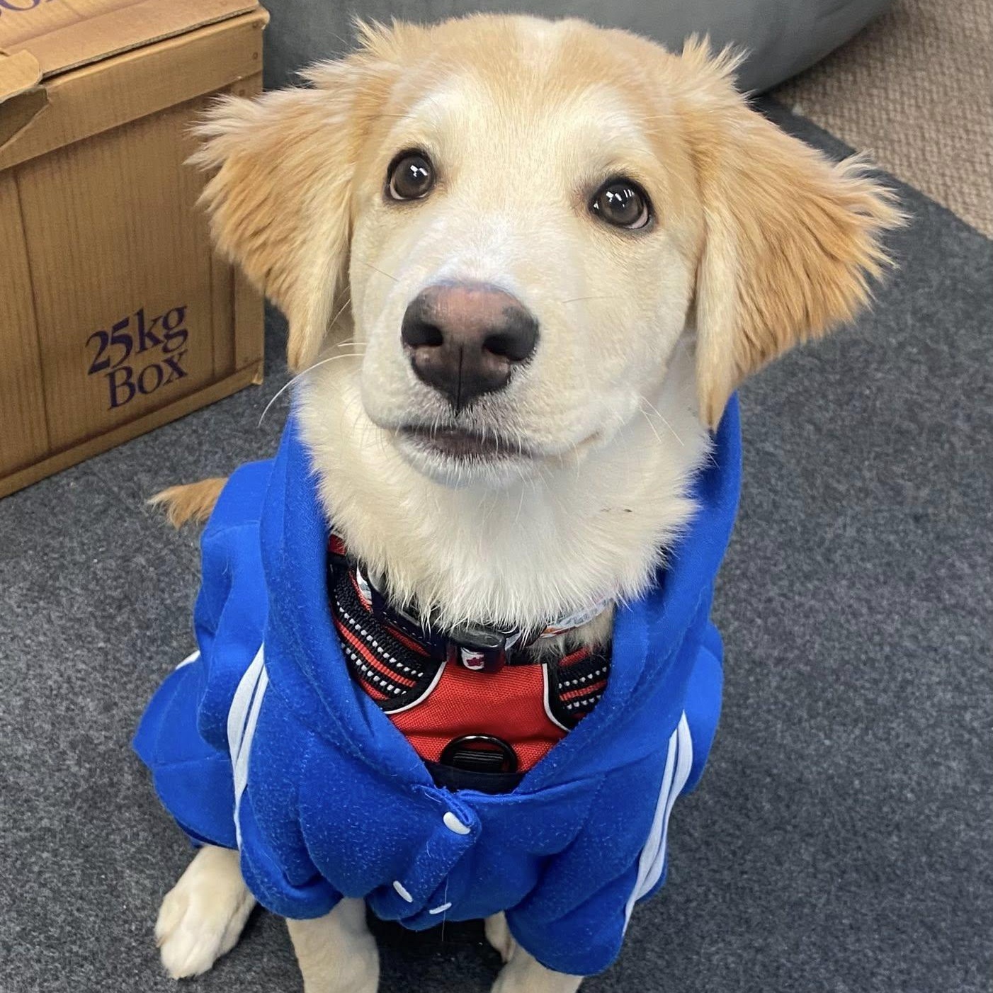 Enlarge Karni: Australian Shepherd/Golden Retriever mix , a Adoptable mixed breed in ST JACOBS, ON image 2/6