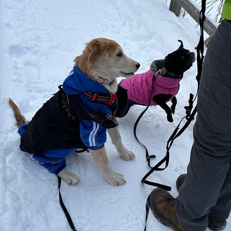 Enlarge Karni: Australian Shepherd/Golden Retriever mix , a Adoptable mixed breed in ST JACOBS, ON image 5/6
