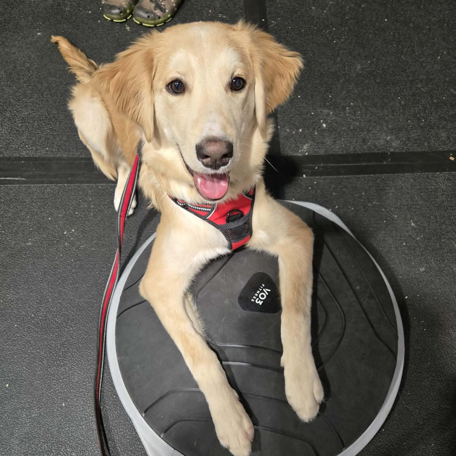 Enlarge Karni: Australian Shepherd/Golden Retriever mix , an adopted mixed breed in ST JACOBS, ON image 5/6