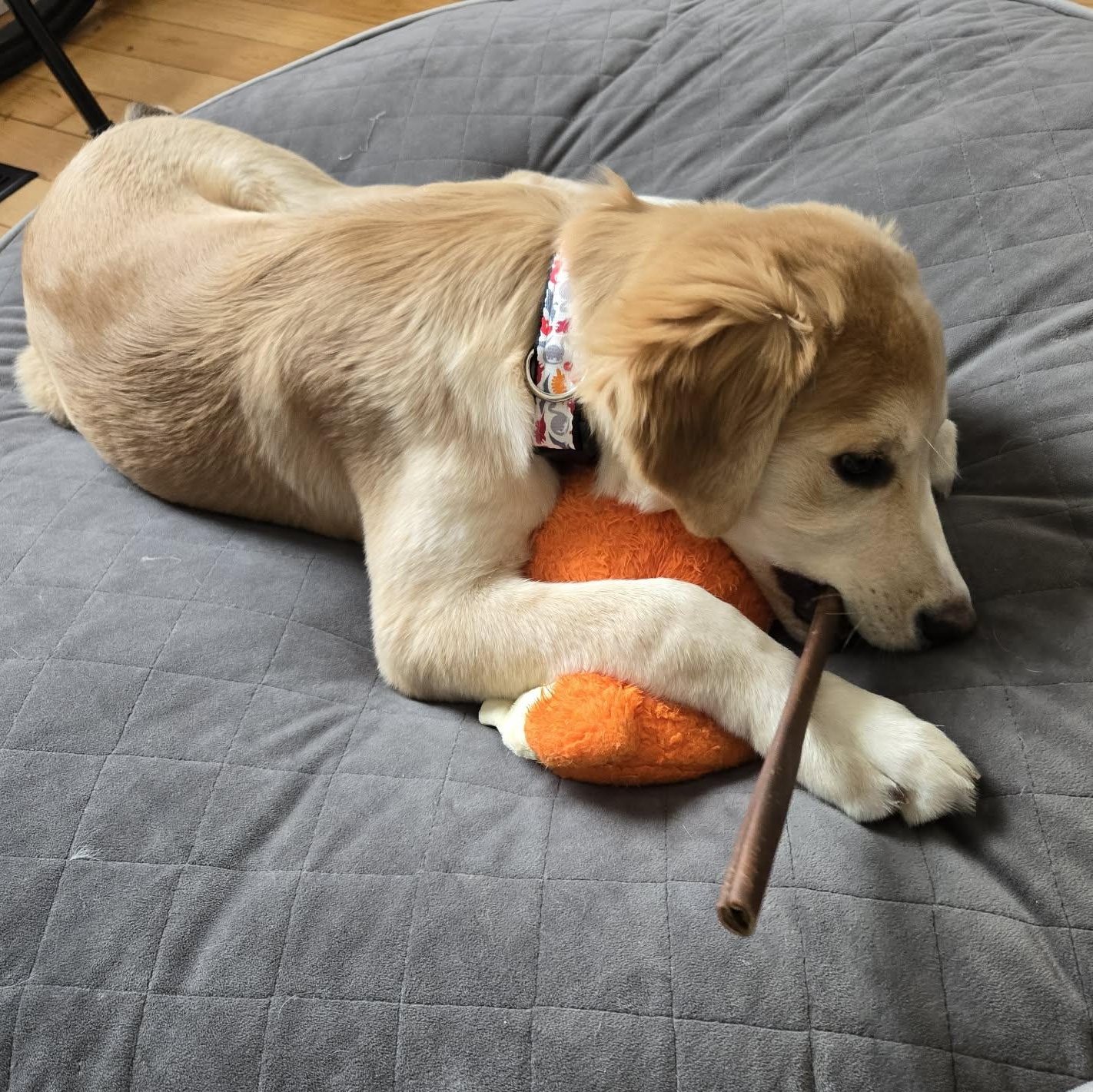 Enlarge Karni: Australian Shepherd/Golden Retriever mix , a Adoptable mixed breed in ST JACOBS, ON image 6/6