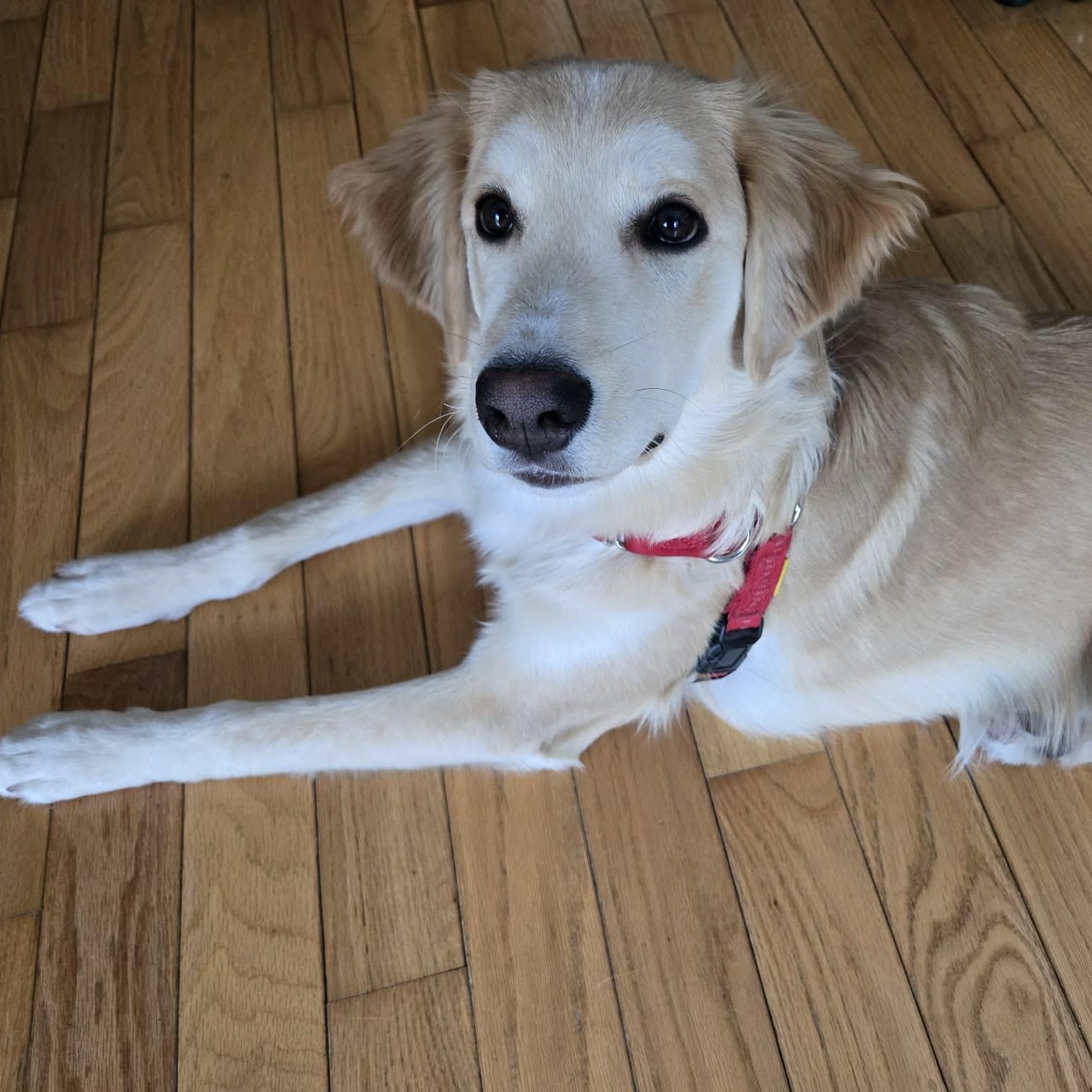 Enlarge Karni: Australian Shepherd/Golden Retriever mix , an adopted mixed breed in ST JACOBS, ON image 6/6