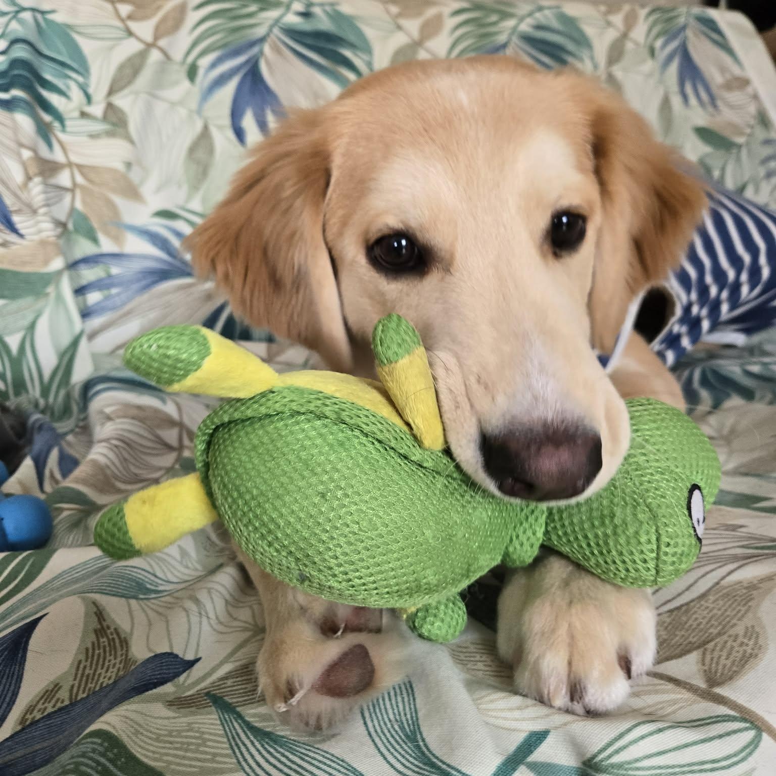 Karni: Australian Shepherd/Golden Retriever mix , adopted, Puppy Male Australian Shepherd & Golden Retriever.