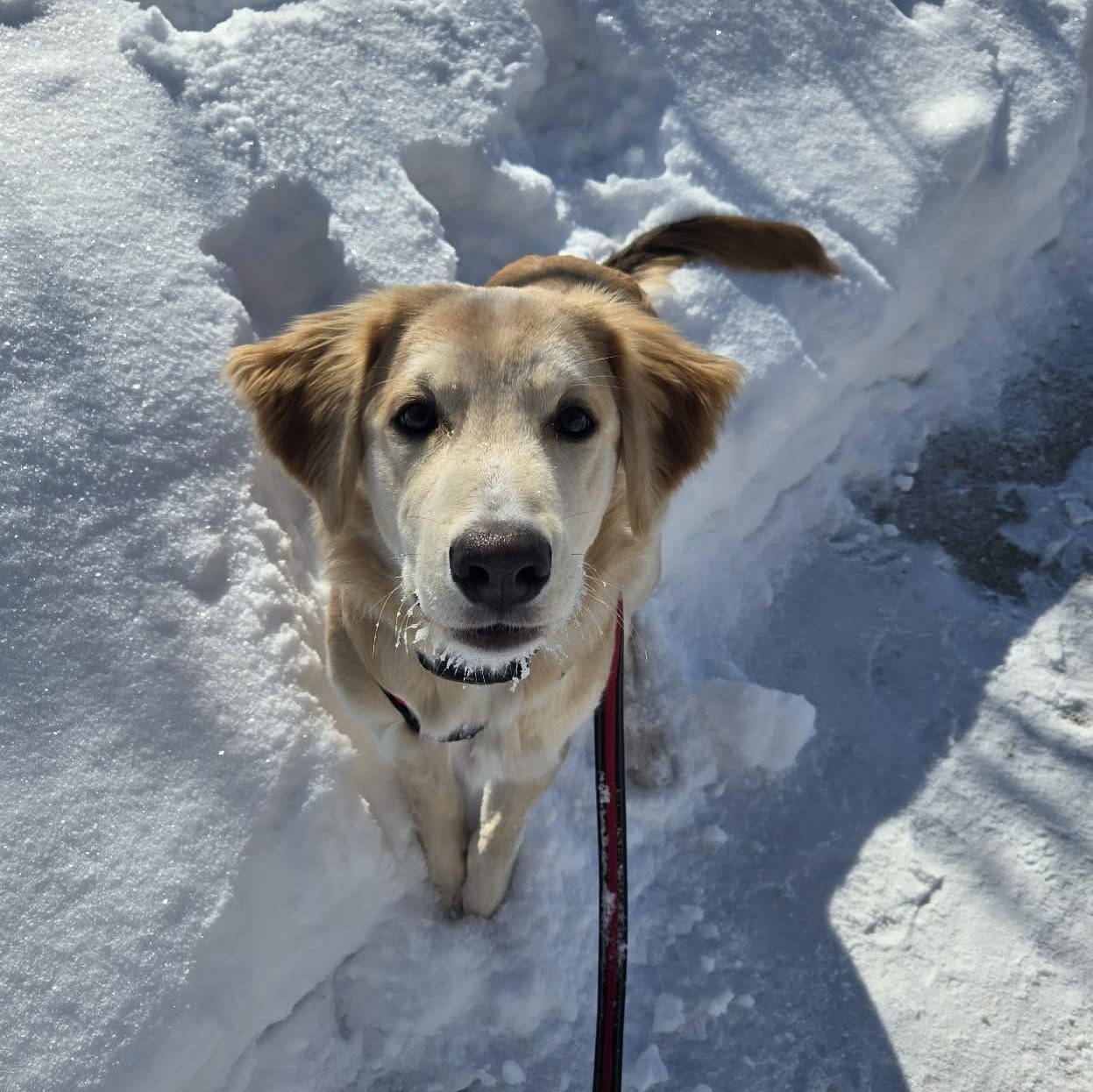 Karni: Australian Shepherd/Golden Retriever mix , a Adoptable mixed breed in ST JACOBS, ON image 1/6