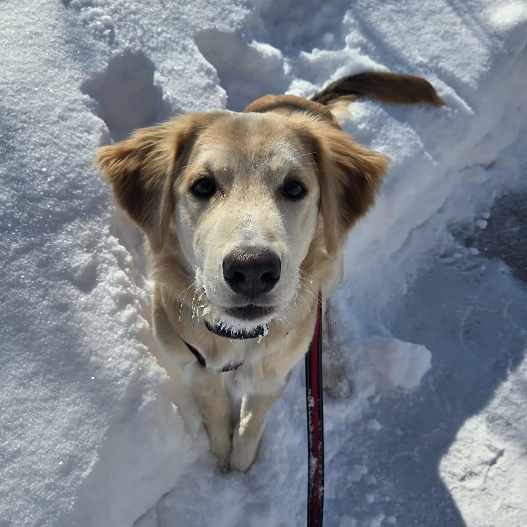 Enlarge Karni: Australian Shepherd/Golden Retriever mix , an adopted mixed breed in ST JACOBS, ON image 2/6