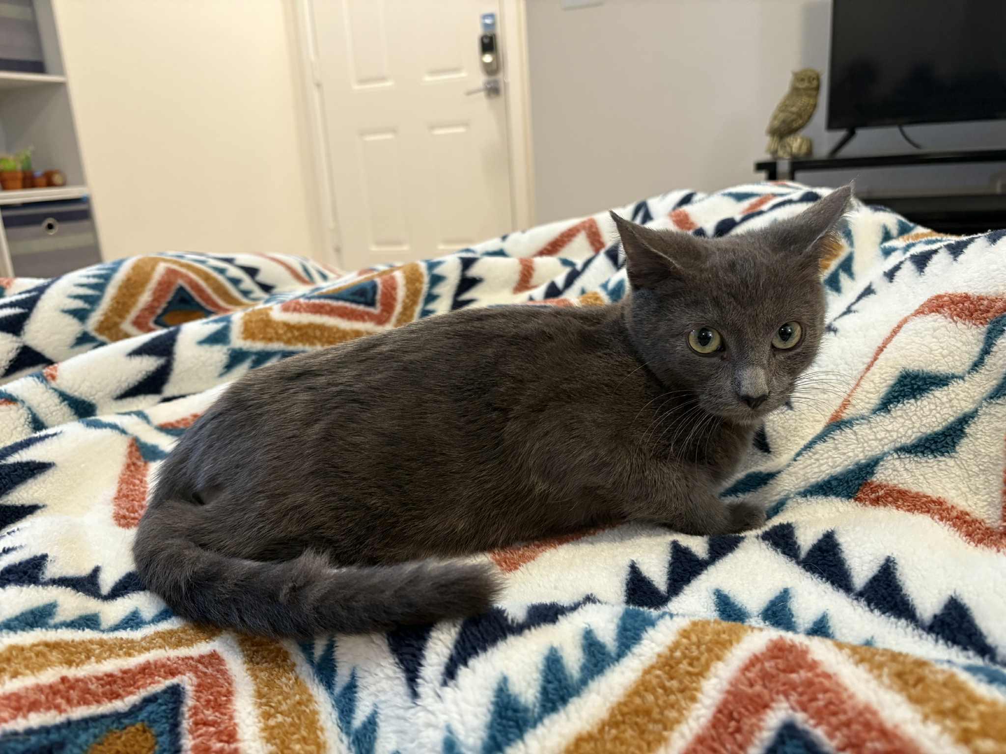 Lucas, Adoptable, Kitten Male Domestic Short Hair.