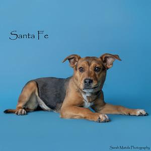 Santa Fe, Adoptable, Young Female Mixed Breed & Mixed Breed.