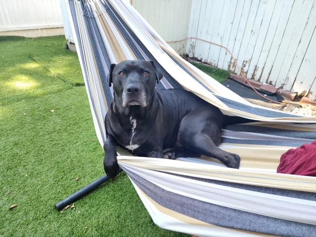 Bruce, Adoptable, Adult Male Black Labrador Retriever & Pit Bull Terrier.