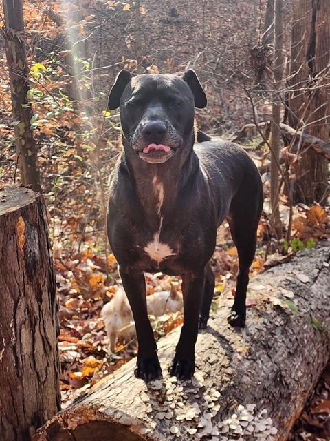 Enlarge Bruce, a Adoptable mixed breed in Stafford, VA image 2/3