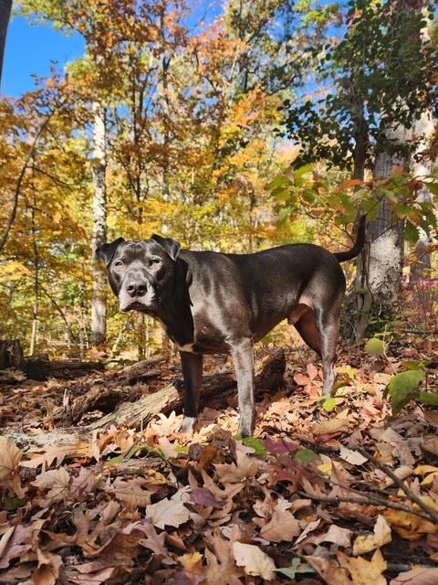 Enlarge Bruce, a Adoptable mixed breed in Stafford, VA image 3/3