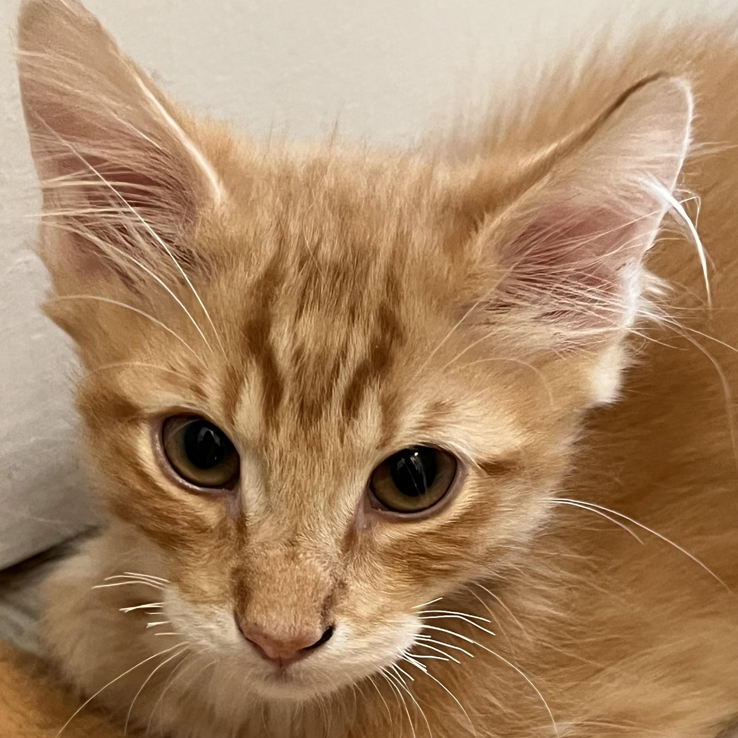 Hi my name is Chubbs I live with my cat mom and my three littermates and my b