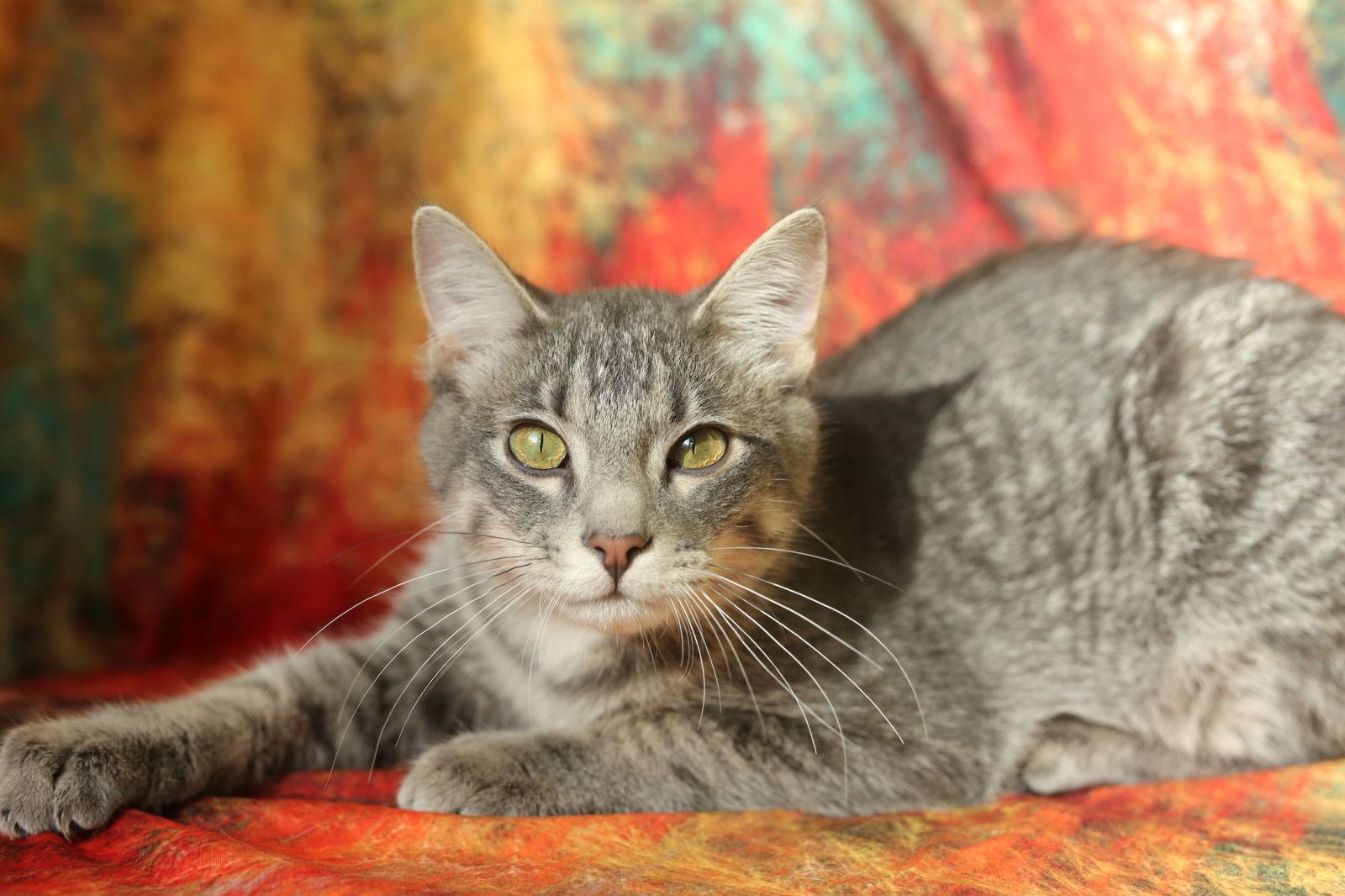 Zombo (FeLV+), Adoptable, Young Male Domestic Short Hair.