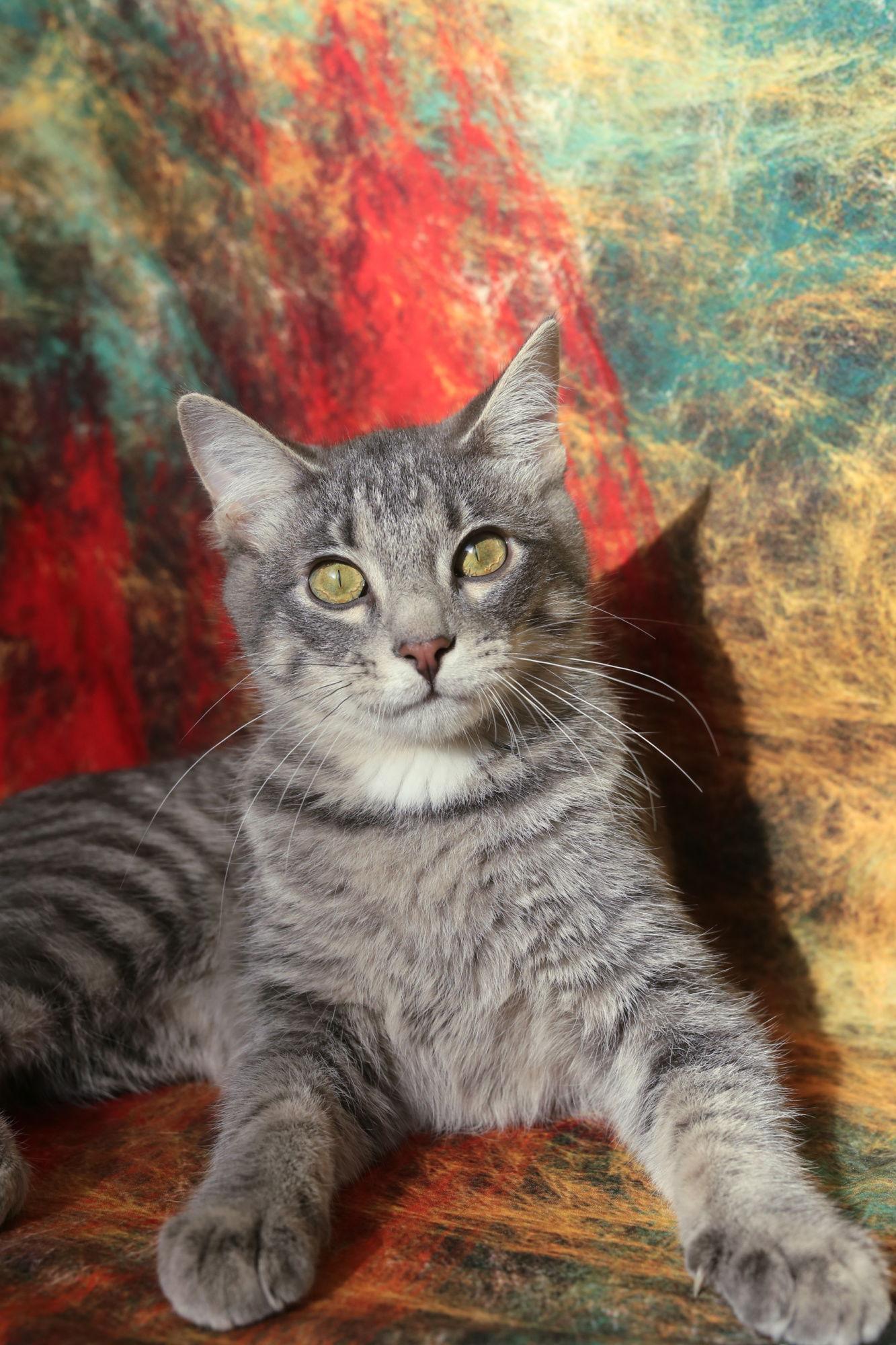 Enlarge Zombo (FeLV+), a Adoptable Domestic Short Hair in New Prague, MN image 2/3