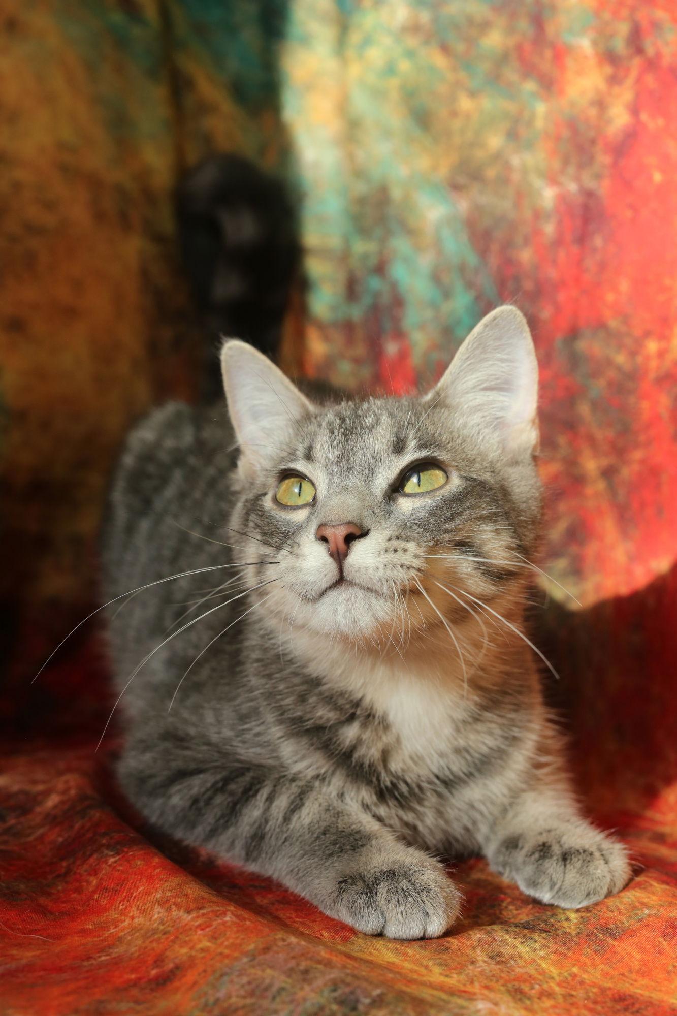Enlarge Zombo (FeLV+), a Adoptable Domestic Short Hair in New Prague, MN image 3/3