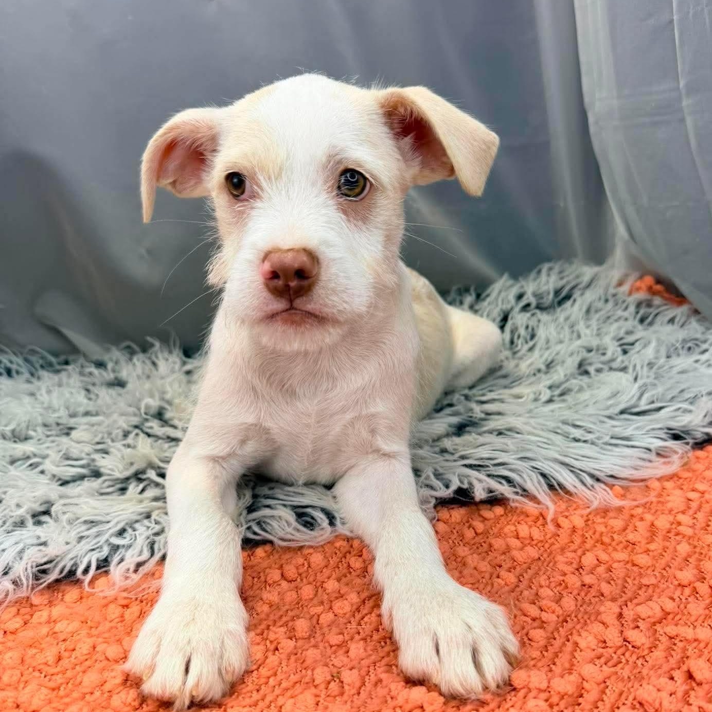 Ronnie, Adoptable, Puppy Male Labrador Retriever.