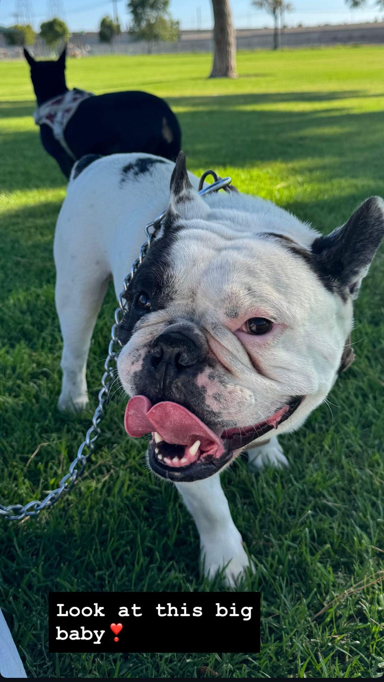 Boris English BULL DOG, Adoptable, Adult Male English Bulldog.