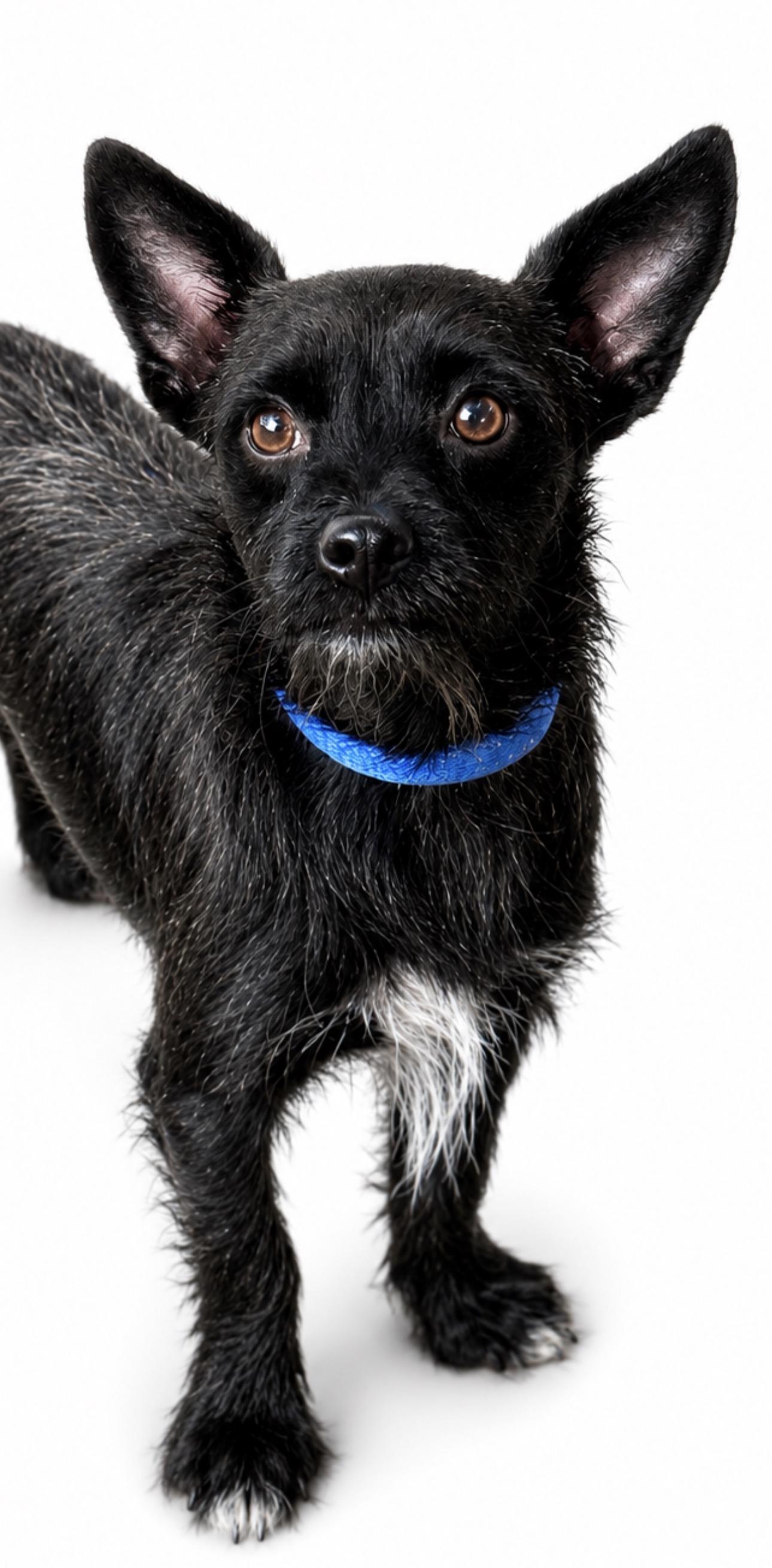 Enlarge Buddie, a Adoptable mixed breed in SYLVANIA, GA image 2/6