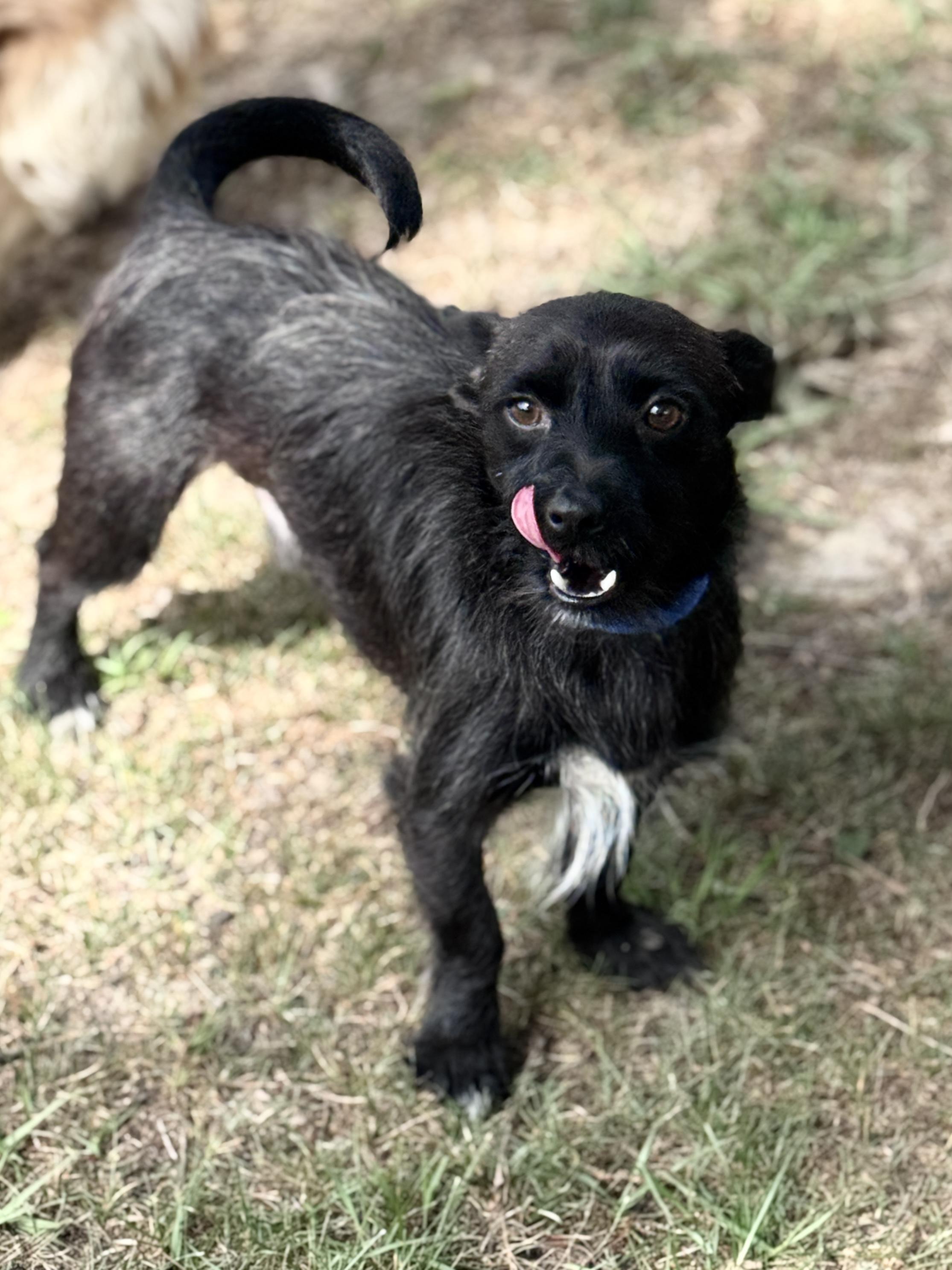 Enlarge Buddie, a Adoptable mixed breed in SYLVANIA, GA image 6/6